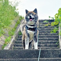 熊を撃退したことも！ 家族を守るさん歩くん（画像提供：ぽっぽっぽー SANPOさん）