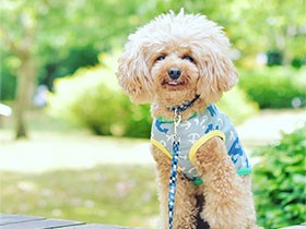 公園でロング散歩して大満足の笑顔　トイプードルの「ヘムヘム」