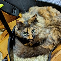 椅子上で丸まってくつろぐみたらしちゃん（画像提供：少年さん）