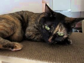 音に驚いた猫が飼い主の上を疾走　爪でザックリ、猫しょんぼり