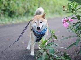 子犬の頃は小さめだった柴犬の「こつぶ」　ママと一緒にご近所散歩でいい笑顔