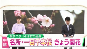 宮城県の桜の名所　白石川沿いの一目千本桜　おおがわらさくら祭り