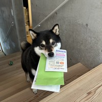 なんて可愛いドロボーさん（画像提供：黒柴ロクさん、画像を一部トリミング）