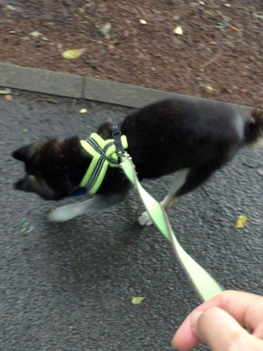 お散歩が困難になってきた