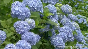 １万株のアジサイが見頃　宮城・気仙沼市