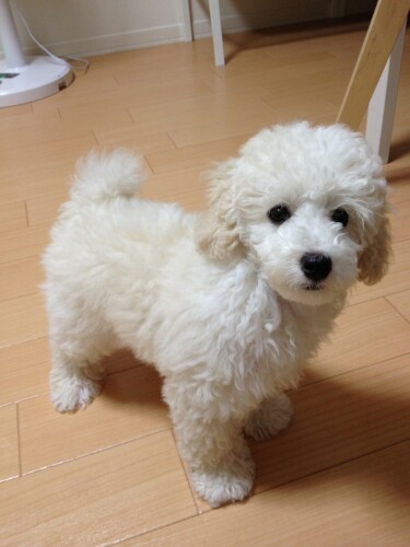 家にきたころの「むった」