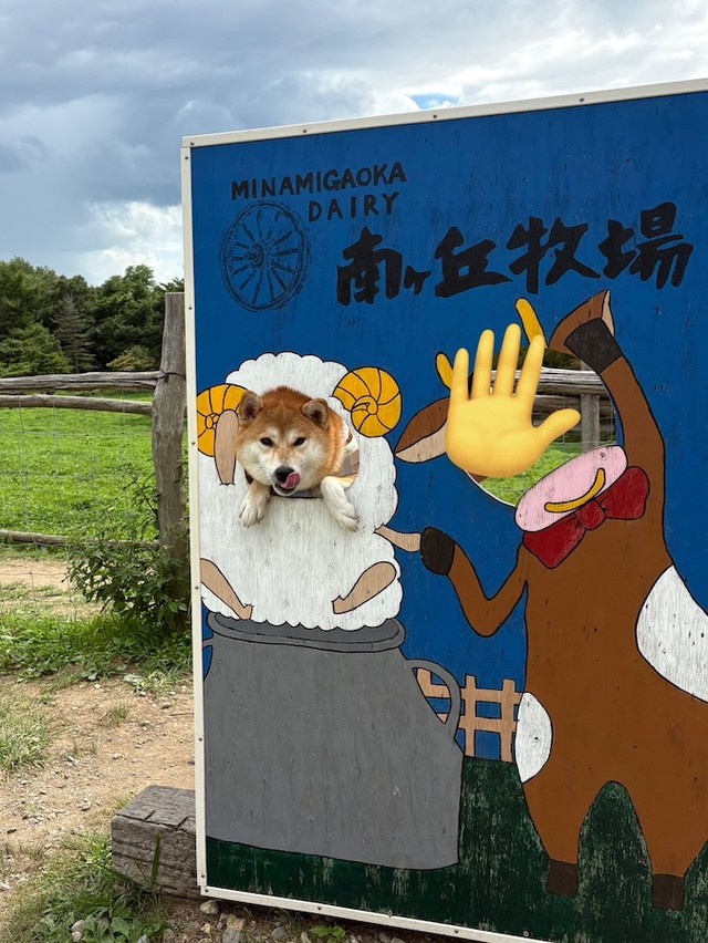 ちびこちゃんの「顔出しパネル」シリーズ、前のめりバージョン（画像提供：柴犬ちびこさん）