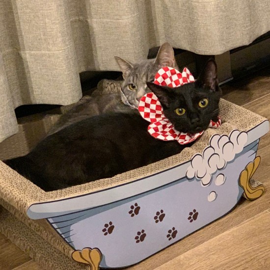 アルくんが大きくなり、同じ爪とぎを買いたしたのに、２匹で入りたがり、ミチミチに「一緒がいいんだにゃん」（恵里さん提供）