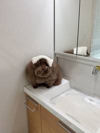 「お風呂入れるのにめっちゃ被害者の顔されててなんか罪悪感」という文言と共に投稿された写真（画像提供：ごつもりプードルさん）