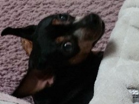 愛犬の誕生日に思い出す、次の日に先住犬を失った３年前のこと