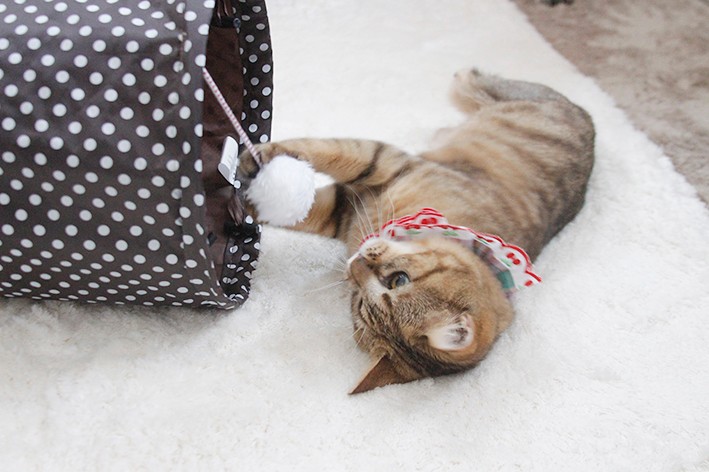 両方の後ろ足と尾を切断し数カ月の入院を経てtekoさんの家へ。家族の募集もしました