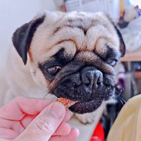 ジャーキーを食べる大輪（りん）くん（画像提供：豚足ワンコ3さん）