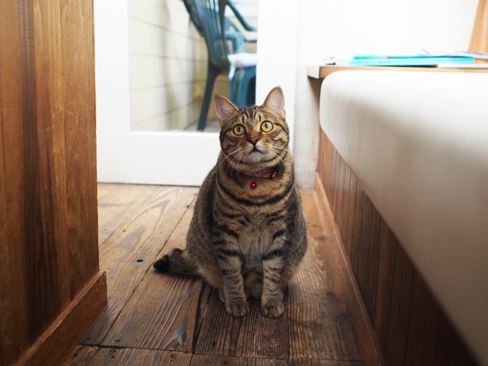 ぽっちゃりチーたん