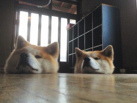 仲良し秋田犬の兄弟「ゴン」と「トラ」写真集に　成長する姿追う