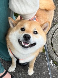 坂道をじわじわ流れる「水」を首をかしげて見つめていた柴犬、ふう太くん（画像提供：柴犬ふう太さん @fufufufufu_ta）