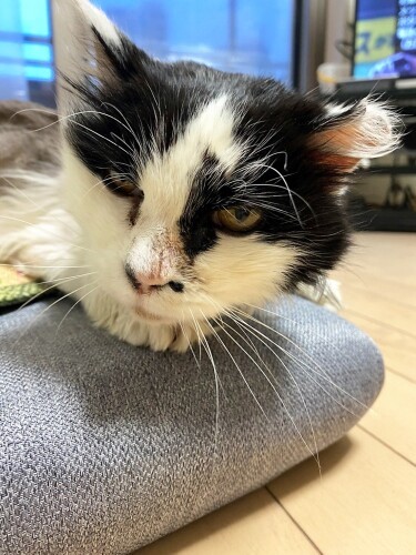 トライアル初日、座椅子でくつろぐ（けいさん提供）