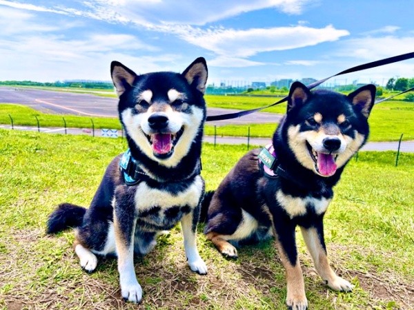 笑顔が素敵な兄弟（左から）兄犬・信濃くん、伊織くん（右）（画像提供：まさかずさん）