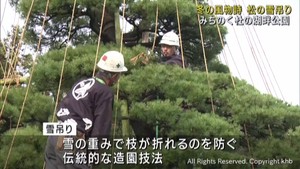 松の枝を雪から守る雪吊り　宮城・川崎町みちのく杜の湖畔公園