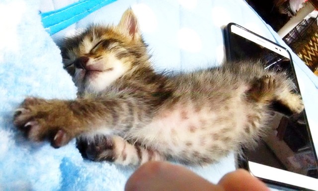 保護時、生後推定2週間ほどだった大福くん。スマホと比較するとその小ささがよくわかります（画像提供：豆大福さん）