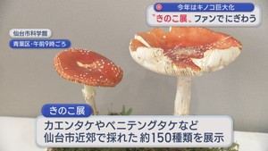 仙台市科学館できのこ展　ファンでにぎわう