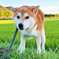更地めがけて見事なダイブを披露したティーくん（画像提供：柴犬ティーくん＆パパさん）