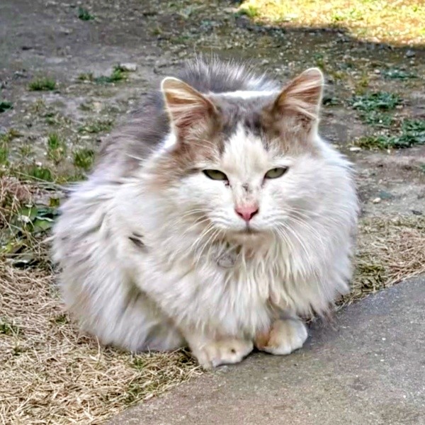 昨秋、ボロボロの状態で庭に現れたメルくん（画像提供：レオとむぎさん）