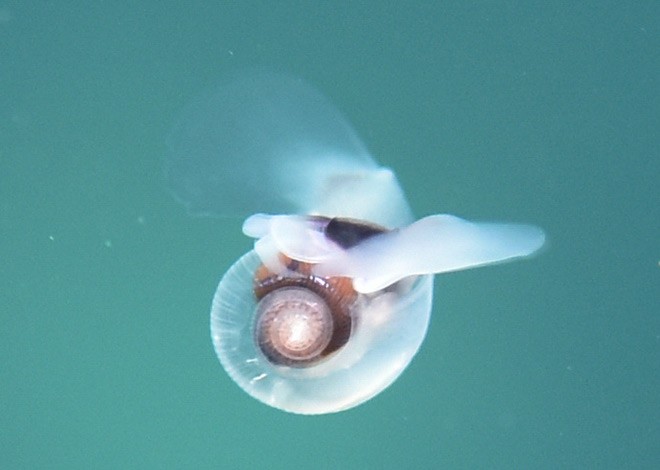 Photo/Illutration