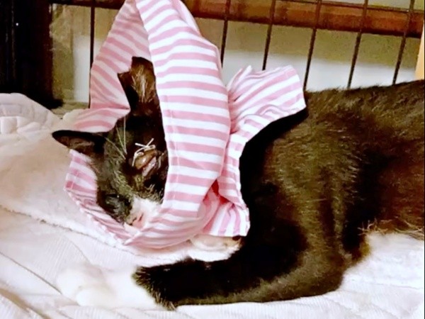 手術を受けて3カ月間は、術後のカラーをつけた状態で過ごした桜猫ちゃん（画像提供：アズエスミさん）