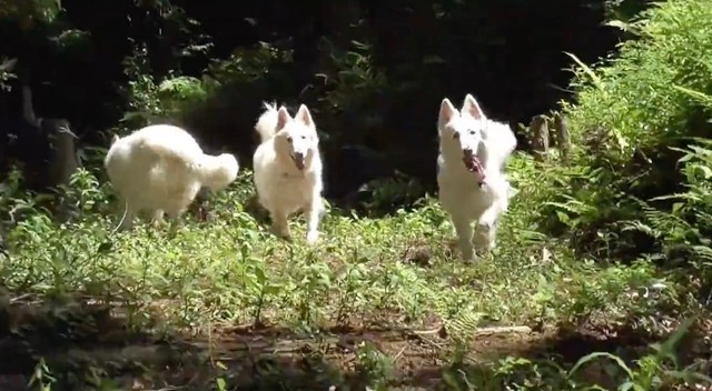 「サンとヤックルはどこ〜？」（動画からキャプチャー／提供：Rookieさん @kainehenalu）