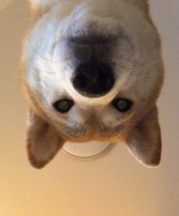 12月28日、2:56AMのももちゃん（画像提供：柴犬ももさん）