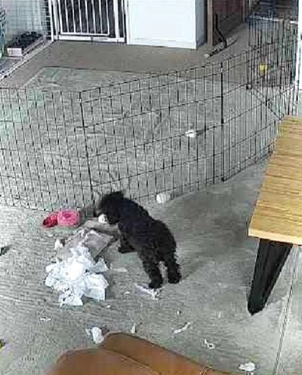 ペットカメラに映ったマヨちゃんがティッシュで遊ぶ様子（「🇯🇵 犬と暮らす | 空色桜雲」さん提供、Instagramよりキャプチャ撮影）