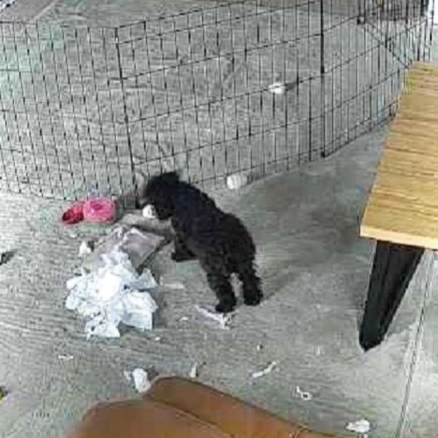 ペットカメラに映ったマヨちゃんがティッシュで遊ぶ様子（「🇯🇵 犬と暮らす | 空色桜雲」さん提供、Instagramよりキャプチャ撮影）