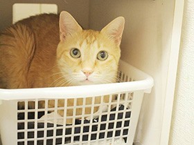 かなり重いドアだって開けちゃうよ　ミックス猫の「ウタ」　