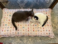 百ちゃんの毛づくろいをする満天くん（画像提供：*ig*さん）