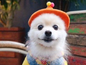  ２０１９抱きしめたいで賞　ポメラニアンの「子猫丸」