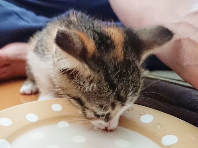 お迎え後、ミルクを飲むあめちゃん（画像提供：しまみけさん）