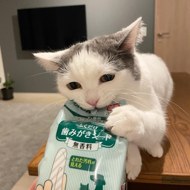 我慢できずにかみかみ＝立ち耳スコのフクさん（@fukuneko_47）提供
