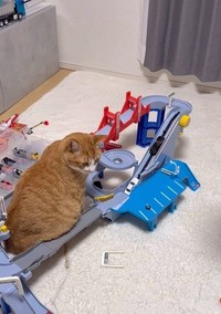 動いた！（「ʜᴀᴋᴜ ɴᴀɢɪ」さん提供、Instagramよりキャプチャ撮影）