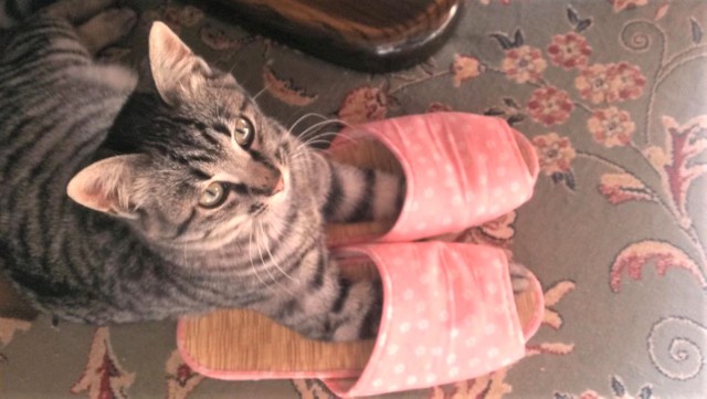 K家の一員になって少し経ったころのチビくん。この頃は「チビ」でも丁度良い大きさでした