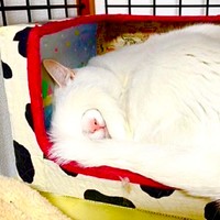 尻尾がくるん！ オリジナルのアイマスクをして眠るショボくん（画像提供：大和なでしこさん）