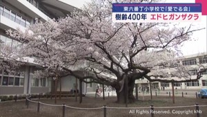 樹齢４００年のエドヒガンザクラ　仙台の小学校で「愛でる会」