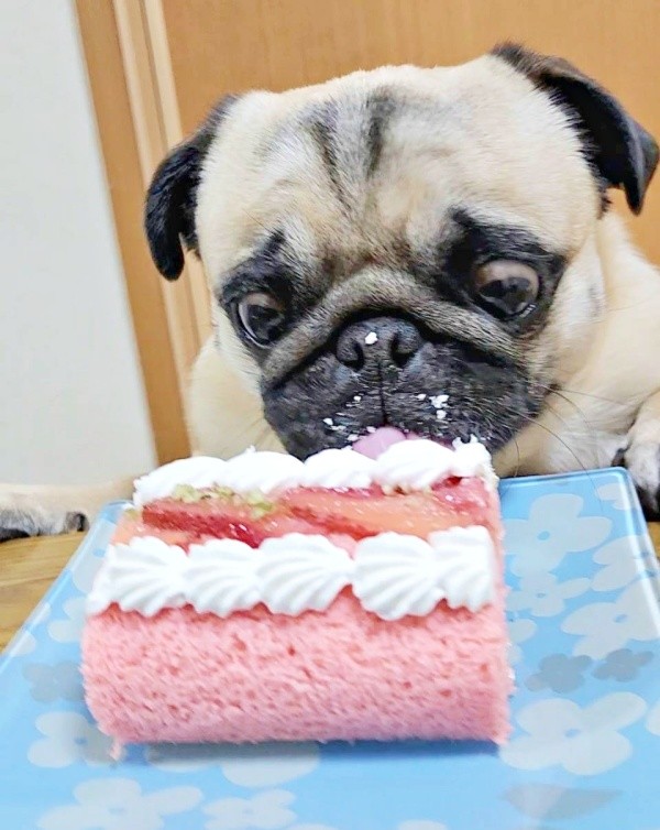 誕生日ケーキを食べるぽんずちゃん（画像提供：パグのぽんずさん）