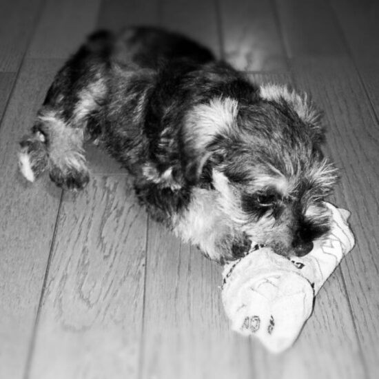 家にきたころの「うみ」