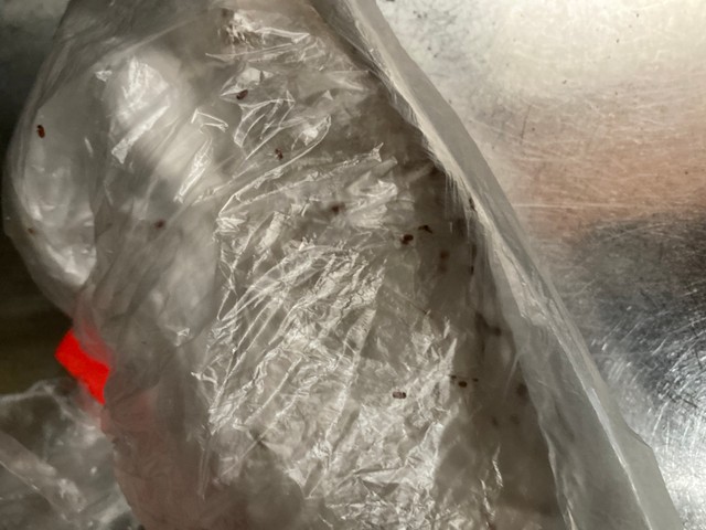 筆者がキッチンの棚で保管していた調味料に発生した害虫！何百いるかわからないほどの量が湧いてました。あらかじめ袋に入れて保管しておいてよかった、と心底思いました