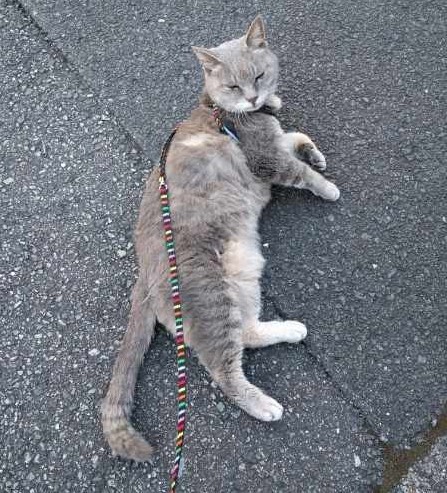 お散歩行くニャ