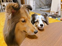 「私たちにくれないなんて」 飼い主さんのご飯を見つめるこわたちゃん（手前）、こいとちゃん（後ろ）（画像提供：こわた＋こいとさん）