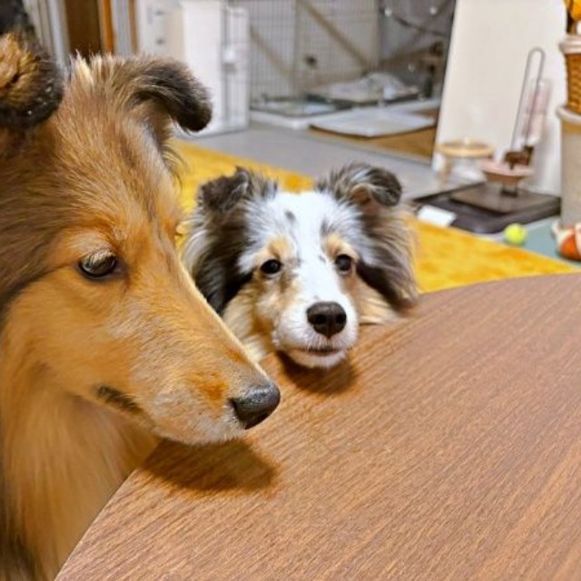 「私たちにくれないなんて」 飼い主さんのご飯を見つめるこわたちゃん（手前）、こいとちゃん（後ろ）（画像提供：こわた＋こいとさん）