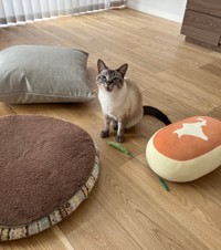 お気に入りのクッションを集めて得意げなロロちゃん（提供：昼休みのねこさん）