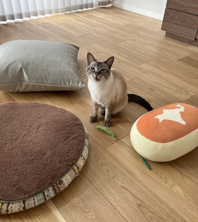 お気に入りのクッションを集めて得意げなロロちゃん（提供：昼休みのねこさん）