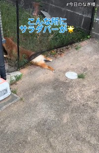 こんな所にサラダバーが！？（「こまめとしばーず」さん提供、Instagramよりキャプチャ撮影）